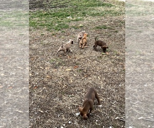 American Pit Bull Terrier-Belgian Malinois Mix Dog for Adoption in ODESSA, Missouri USA