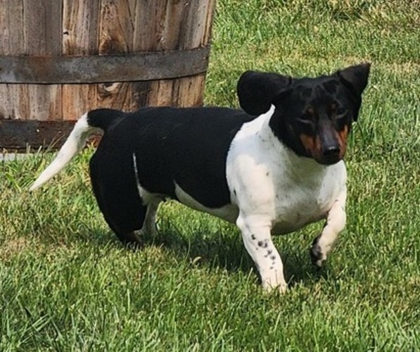 Medium Photo #1 Dachshund Puppy For Sale in DETROIT, MI, USA