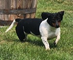 Small Photo #1 Dachshund Puppy For Sale in DETROIT, MI, USA