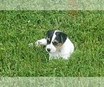 Small Photo #5 Jack Russell Terrier Puppy For Sale in FAIRMOUNT, GA, USA