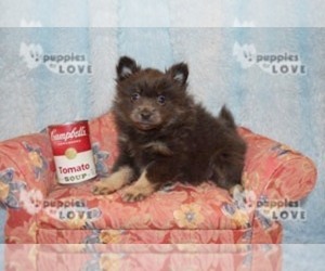 Pomeranian Puppy for sale in SANGER, TX, USA