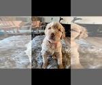 Small Photo #17 Goldendoodle Puppy For Sale in RATHDRUM, ID, USA
