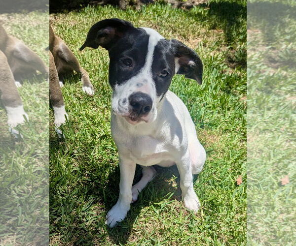 Medium Photo #3 American Staffordshire Terrier-Unknown Mix Puppy For Sale in Corona, CA, USA