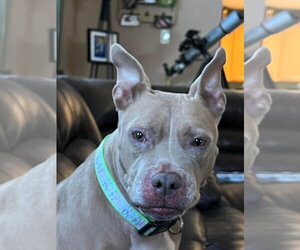 Baby Girl - Female American Pit Bull Terrier-Unknown Mix Dog for Adoption - Photo #15