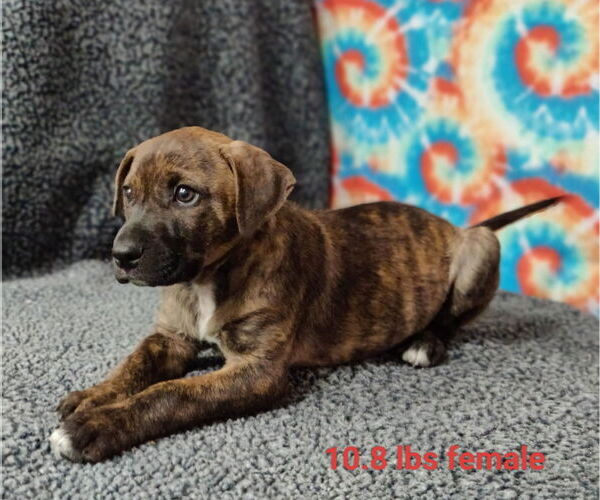 Medium Photo #2 Mutt Puppy For Sale in Royal Palm Beach, FL, USA