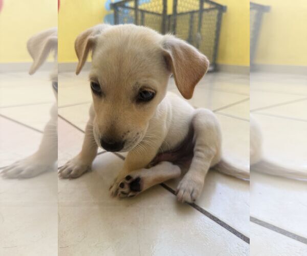 Medium Photo #4 Chihuahua-Unknown Mix Puppy For Sale in Virginia Beach, VA, USA