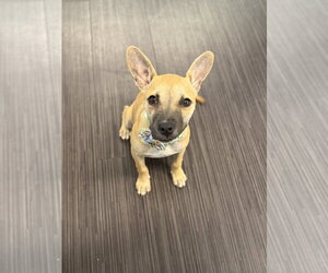 Boba - Male German Shepherd Dog-Unknown Mix Dog for Adoption - Photo #3