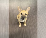 Small Photo #3 German Shepherd Dog-Unknown Mix Puppy For Sale in Phoenix, AZ, USA