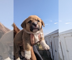 Welsh Cardigan Corgi Puppy for Sale in KEENESBURG, Colorado USA