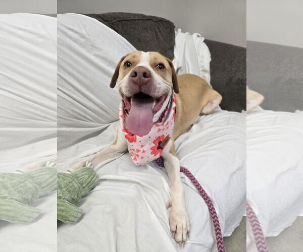 Medium Photo #6 Labrador Retriever-Unknown Mix Puppy For Sale in Rockaway, NJ, USA