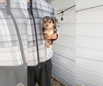 Small #3 Yorkshire Terrier