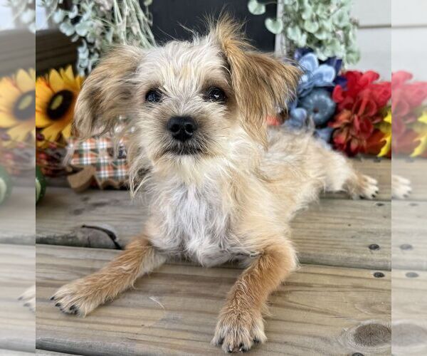 Medium Photo #4 Morkie Puppy For Sale in WILLIAMSBURG, IN, USA