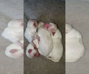 Maltese Puppy for sale in ROYAL OAKS, CA, USA