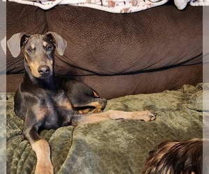 Doberman Pinscher Puppy for sale in ELIZABETHTOWN, IL, USA