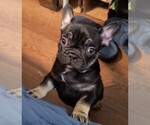 Small French Bulldog
