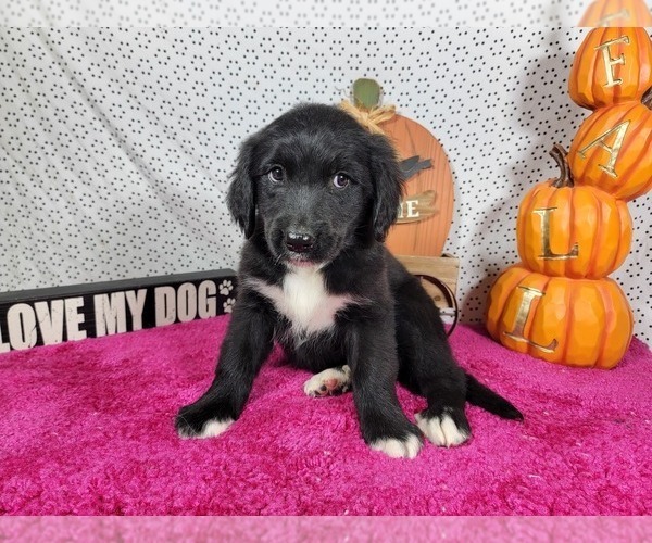 Medium Photo #6 Golden Mountain Dog Puppy For Sale in BLACK FOREST, CO, USA
