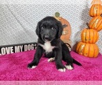 Small #5 Golden Mountain Dog