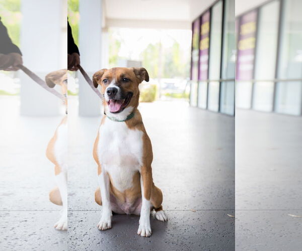 Medium Photo #2 Mutt Puppy For Sale in Royal Palm Beach, FL, USA