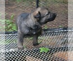 Small #2 German Shepherd Dog