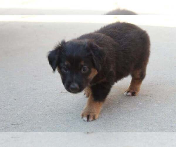 Medium Photo #1 Miniature Australian Shepherd Puppy For Sale in WARTRACE, TN, USA