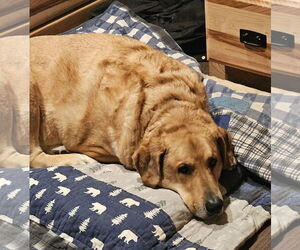 Labrador Retriever-Unknown Mix Dogs for adoption in Farmington, MN, USA