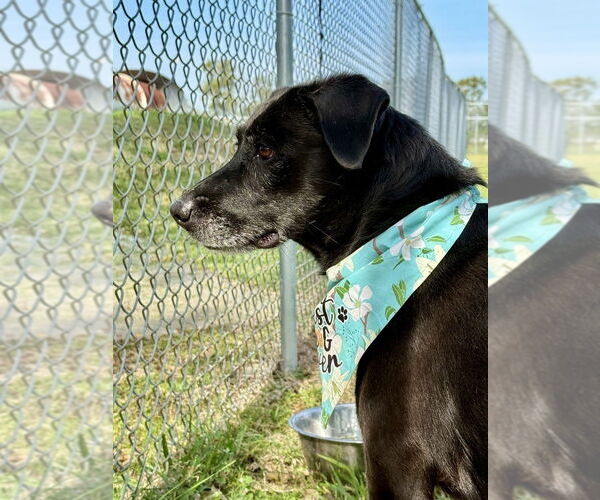 Medium Photo #3 Labrador Retriever-Unknown Mix Puppy For Sale in San Leon, TX, USA