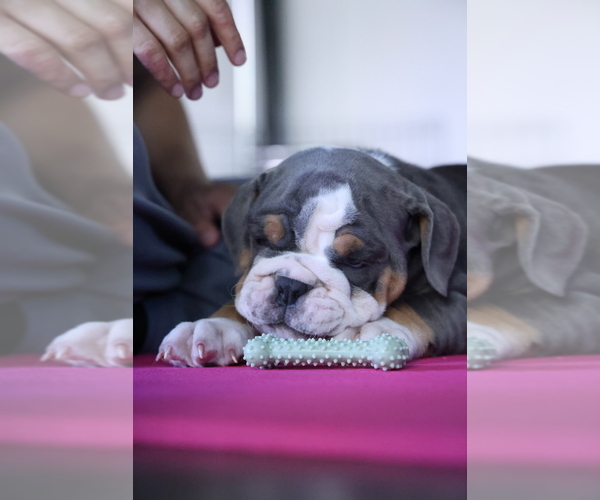 Medium Photo #3 English Bulldog Puppy For Sale in CLEVELAND, NC, USA