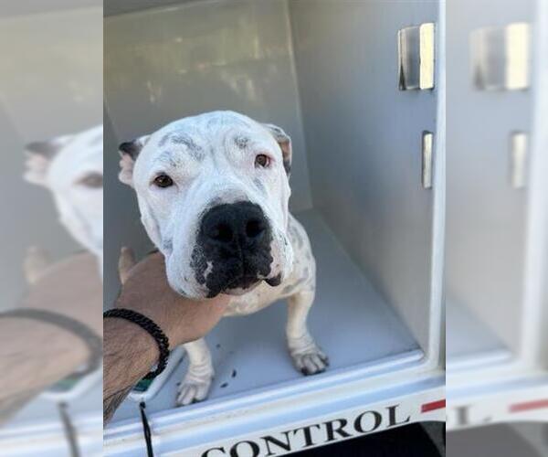 Medium Photo #1 Mutt Puppy For Sale in Houston, TX, USA