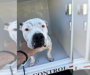 Mutt Dogs for adoption in Houston, TX, USA