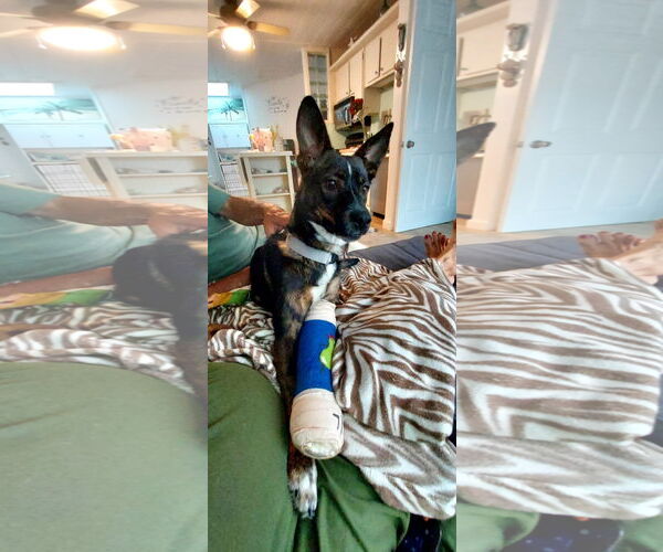 Medium Photo #4 German Shepherd Dog-Unknown Mix Puppy For Sale in San Diego, CA, USA