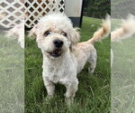 Small #8 Poodle (Miniature)