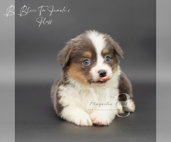 Medium Photo #10 Pembroke Welsh Corgi Puppy For Sale in FLORALA, AL, USA