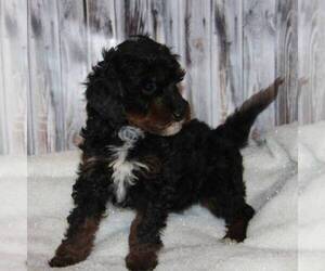 Medium Bernedoodle-Poodle (Miniature) Mix