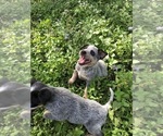 Small Photo #10 Australian Cattle Dog Puppy For Sale in TAMPA, FL, USA