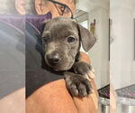 Small #3 American Staffordshire Terrier Mix