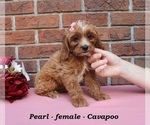 Small #4 Cavapoo (Miniature)