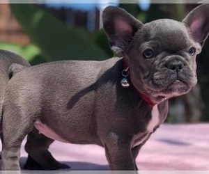 French Bulldog Puppy for sale in OCALA, FL, USA