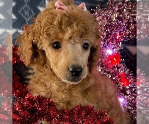 Poodle (Miniature) Puppy for sale in ROCKVILLE, IN, USA