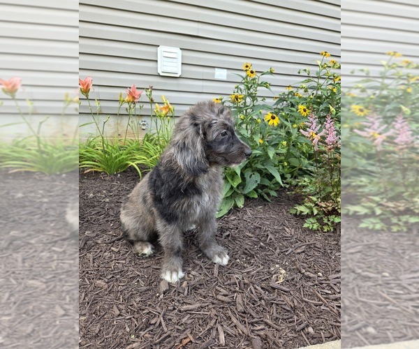Medium Photo #11 Aussiedoodle Puppy For Sale in SALISBURY, PA, USA