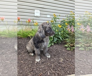 Medium Aussiedoodle