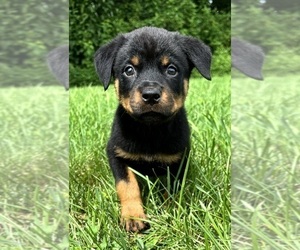 Rottweiler Puppy for sale in FRANKLIN, IN, USA