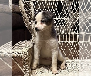 Australian Shepherd Puppy for Sale in DECATUR, Illinois USA