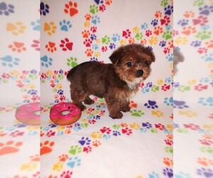 YorkiePoo Puppy for sale in LAPEER, MI, USA