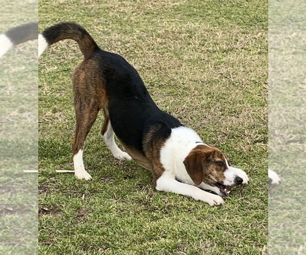 Medium Photo #2 Beagle-Unknown Mix Puppy For Sale in Boston, MA, USA