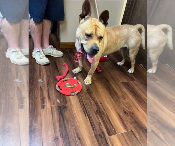 Medium Photo #2 Dogue de Bordeaux-French Mastiff Mix Puppy For Sale in Mt. Laurel, NJ, USA