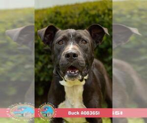 BUCK - Male Mutt Dog for Adoption - Photo #2