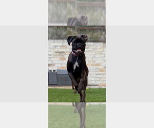Boxer Dogs for adoption in Austin, TX, USA