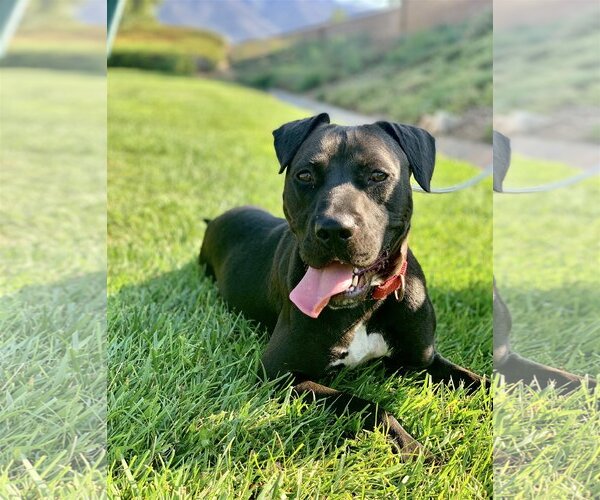 Medium Photo #13 American Pit Bull Terrier-Labrador Retriever Mix Puppy For Sale in San Bernardino , CA, USA