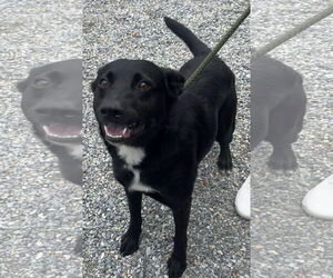 Feist Terrier-Labrador Retriever Mix Dogs for adoption in Newfoundland, PA, USA