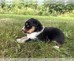 Small #1 Australian Shepherd